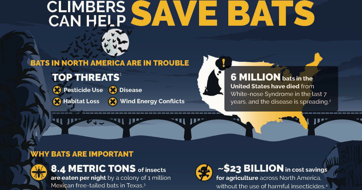 Access Fund Climbers Can Help Save Bats